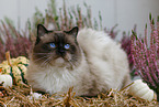 Ragdoll