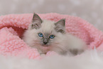 Ragdoll