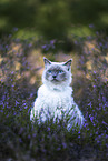 Ragdoll