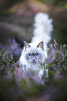 Ragdoll