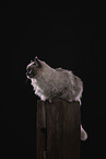 Ragdoll