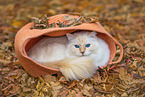 Ragdoll