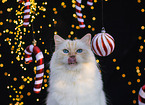 Ragdoll