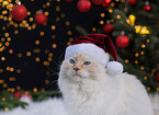 Ragdoll