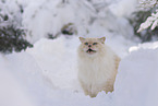 Ragdoll