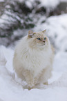 Ragdoll