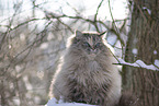 Ragdoll in snow