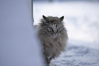 Ragdoll in snow