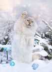 Ragdoll