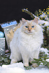 Ragdoll