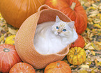 Ragdoll