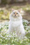 Ragdoll