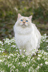 Ragdoll