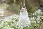Ragdoll