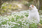 Ragdoll