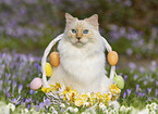 Ragdoll