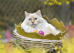 Ragdoll