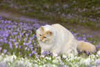 Ragdoll