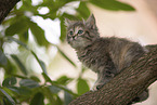 Ragdoll kitten