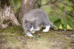Ragdoll kitten