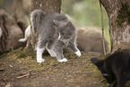 Ragdoll kitten