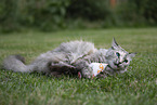 Ragdoll