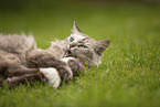 Ragdoll