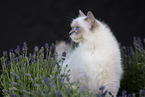Ragdoll