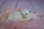 Ragdoll kitten