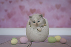 Ragdoll kitten