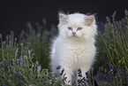 Ragdoll kitten