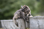young Ragdoll