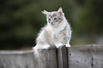 young Ragdoll
