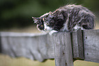young Ragdoll