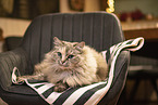 Ragdoll