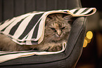 Ragdoll