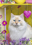 Ragdoll