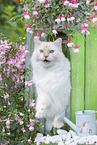 Ragdoll