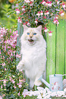 Ragdoll
