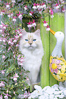 Ragdoll