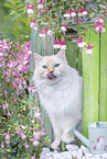 Ragdoll