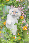 Ragdoll