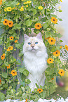 Ragdoll