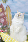 Ragdoll