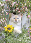 Ragdoll