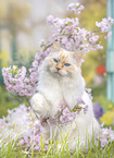 Ragdoll