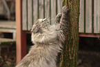 Ragdoll sharpens her claws on the tree