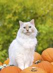Ragdoll