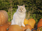 Ragdoll