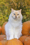 Ragdoll